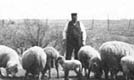 Grandpa and his Sheep