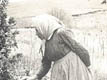 Grandma Picking Cherries