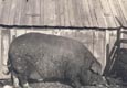 Hog