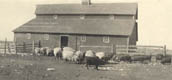 Sheep and Hogs