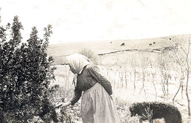 Picking mulberries