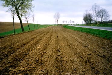 Countryside near Bernickow