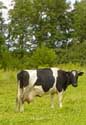 Bernickow cow