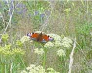Flowers in the meadow