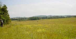 Fields and meadows