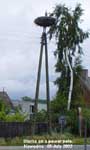 Storks nesting on power pole