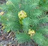 Little plants at the church