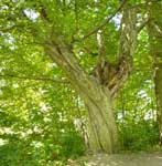 Huge old tree