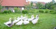 Geese