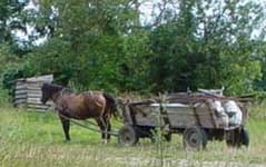 Horse and wagon